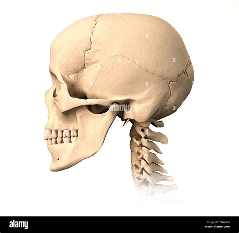 skull side profile|skull anatomy side view.